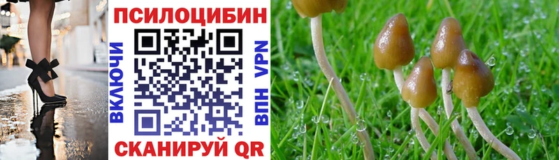 OMG   Калининград  Псилоцибиновые грибы Magic Shrooms 